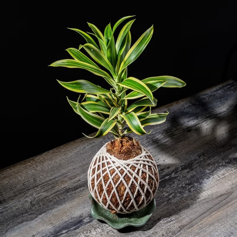 百合竹苔球 苔球植物 苔玉 適合室內植物 辦公室植物 交換禮物