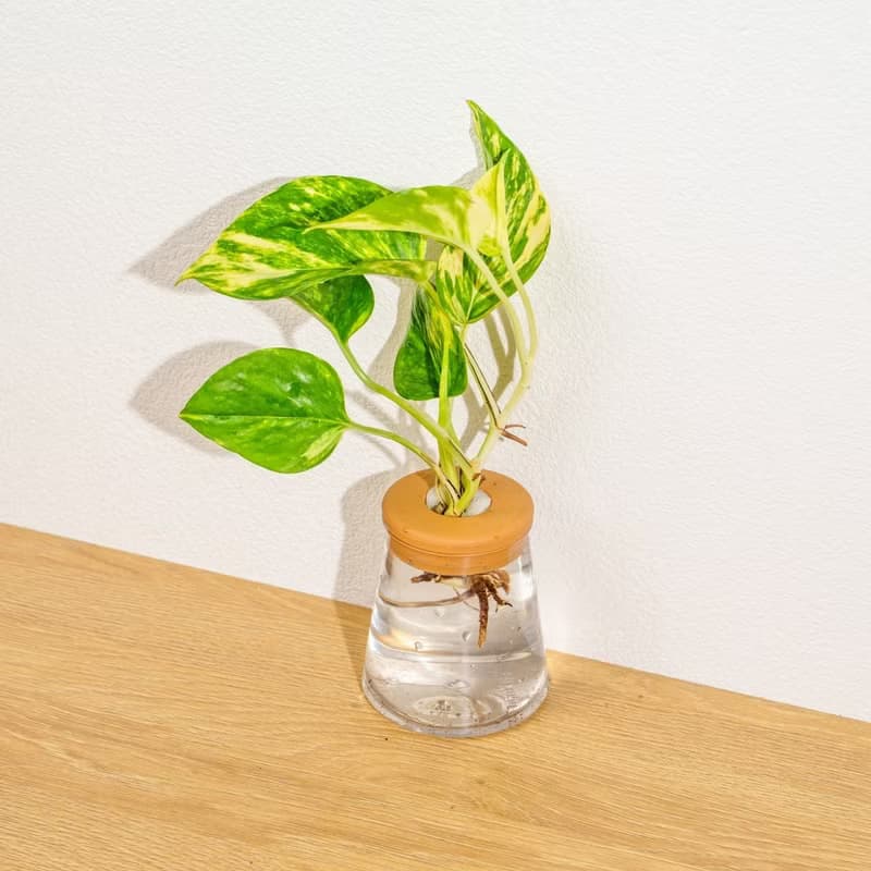 黃金甲黃金葛 三角水耕盆栽 室內植物 觀葉植物 禮物 水培