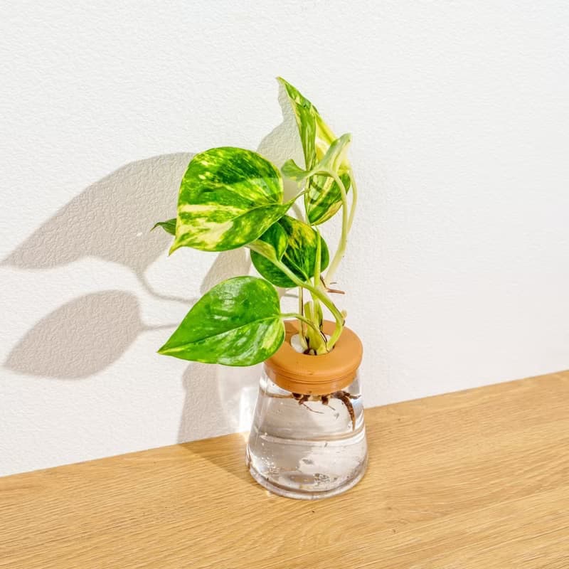 黃金甲黃金葛 三角水耕盆栽 室內植物 觀葉植物 禮物 水培