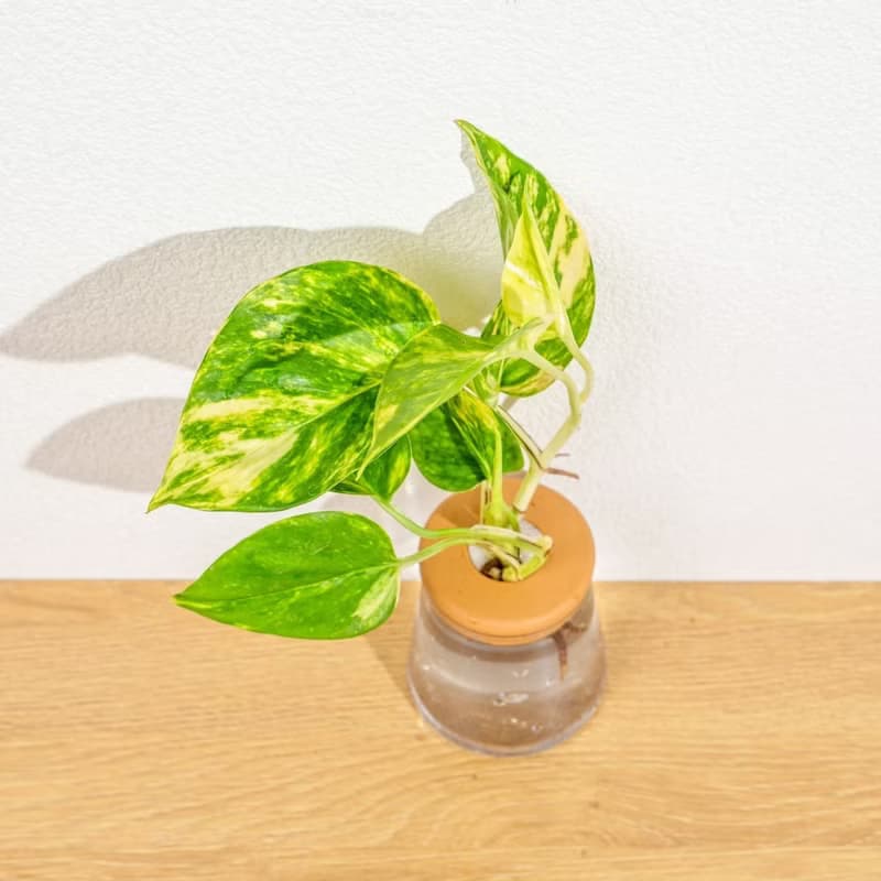 黃金甲黃金葛 三角水耕盆栽 室內植物 觀葉植物 禮物 水培