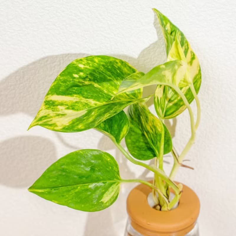 黃金甲黃金葛 三角水耕盆栽 室內植物 觀葉植物 禮物 水培