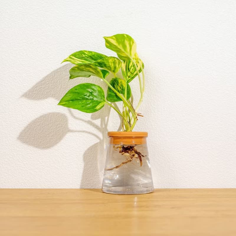 黃金甲黃金葛 三角水耕盆栽 室內植物 觀葉植物 禮物 水培
