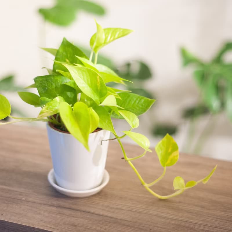 【新手植栽】萊姆黃金葛盆栽