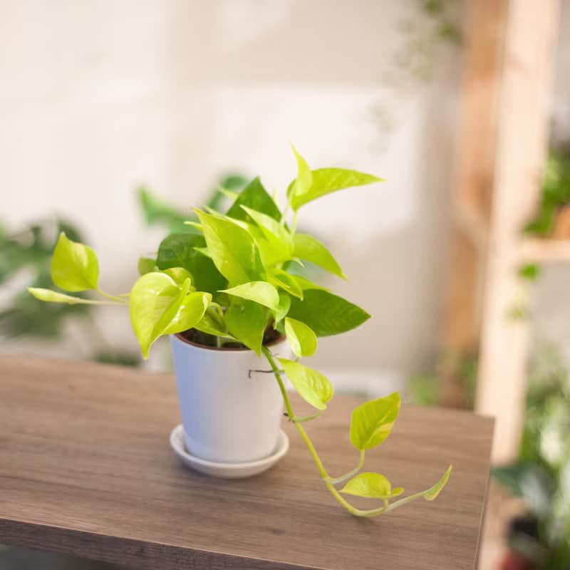 【新手植栽】萊姆黃金葛盆栽