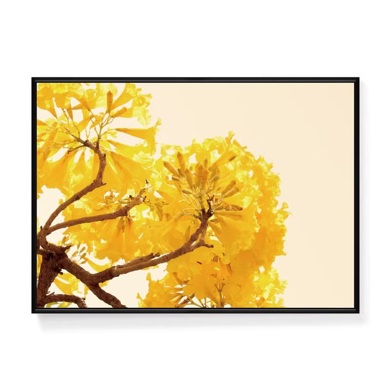 金黃盛宴II - 黃金風鈴木攝影掛畫/植物裝飾畫/角落擺設佈置/掛畫