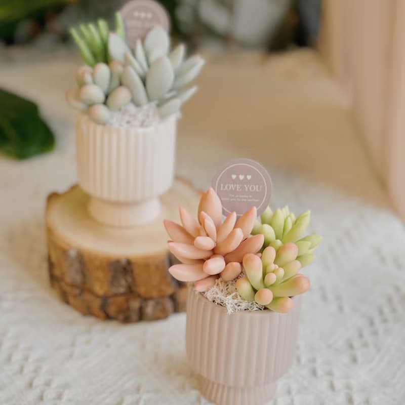 -送禮首選-【懶人救星】黏土多肉小花園C-2-豎紋款(小)附提袋