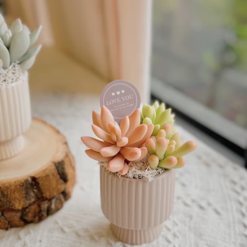 -送禮首選-【懶人救星】黏土多肉小花園C-2-豎紋款(小)附提袋