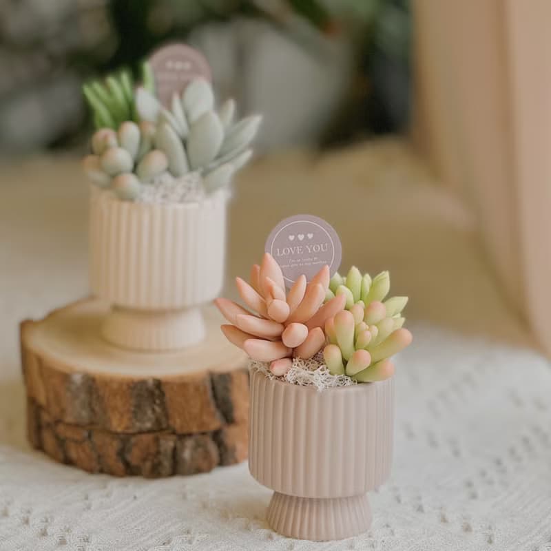 -送禮首選-【懶人救星】黏土多肉小花園C-2-豎紋款(小)附提袋