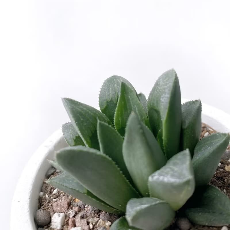 (預購) 莫蘭迪紫系列 | 康平壽 百合科 圓形漸層水泥多肉植栽