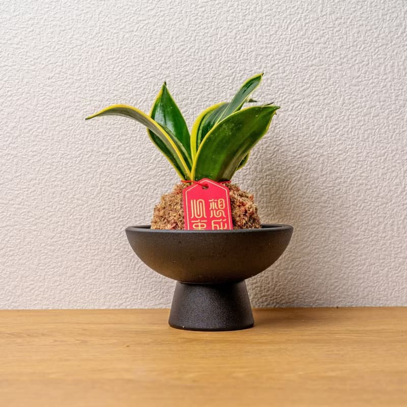 虎尾蘭苔球 苔球植物 苔玉 室內植物 辦公室植物 交換禮物
