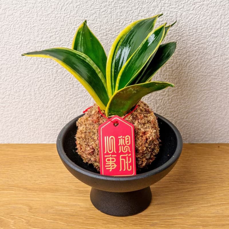 虎尾蘭苔球 苔球植物 苔玉 室內植物 辦公室植物 交換禮物