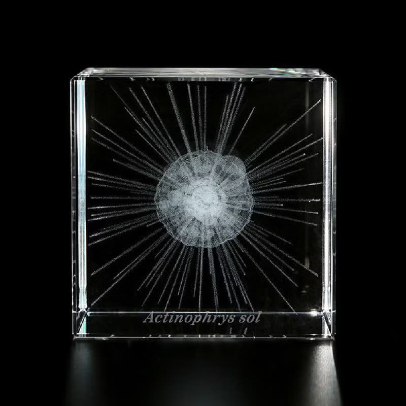Sola cube Micro雷射雕刻微生物立方塊 太陽蟲