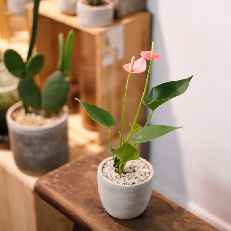 【室內盆栽】迷你粉紅火鶴 觀葉植物 植栽 開幕送禮 升遷送禮