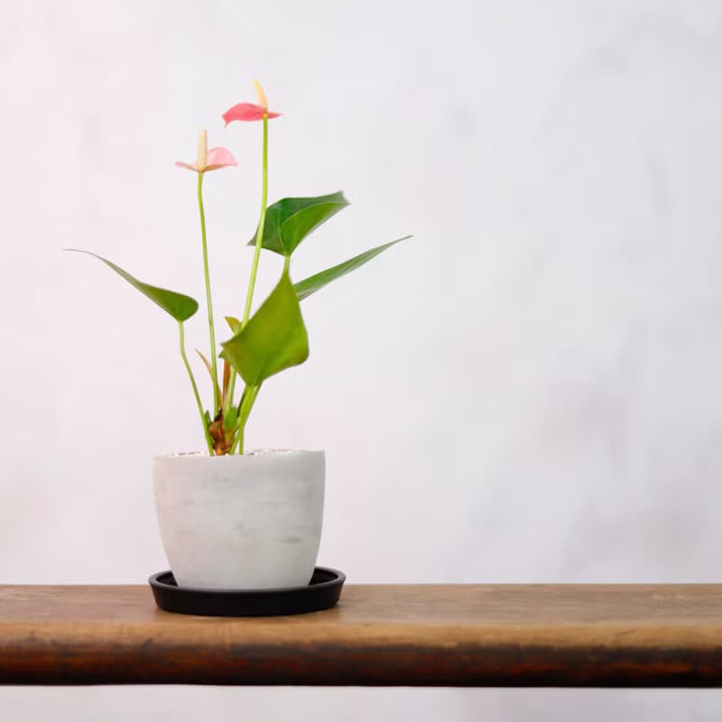 【室內盆栽】迷你粉紅火鶴 觀葉植物 植栽 開幕送禮 升遷送禮