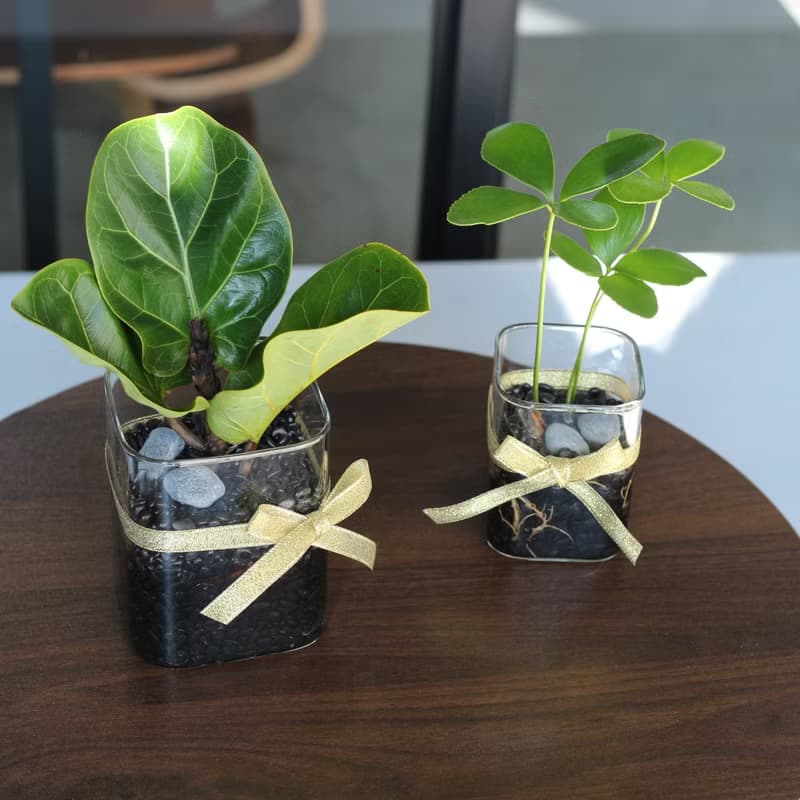 水培植栽│2024慶新年 幸運鐵樹_室內植物 辦公室盆栽 植栽盆栽