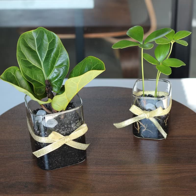 水培植栽│2024慶新年 幸運鐵樹_室內植物 辦公室盆栽 植栽盆栽