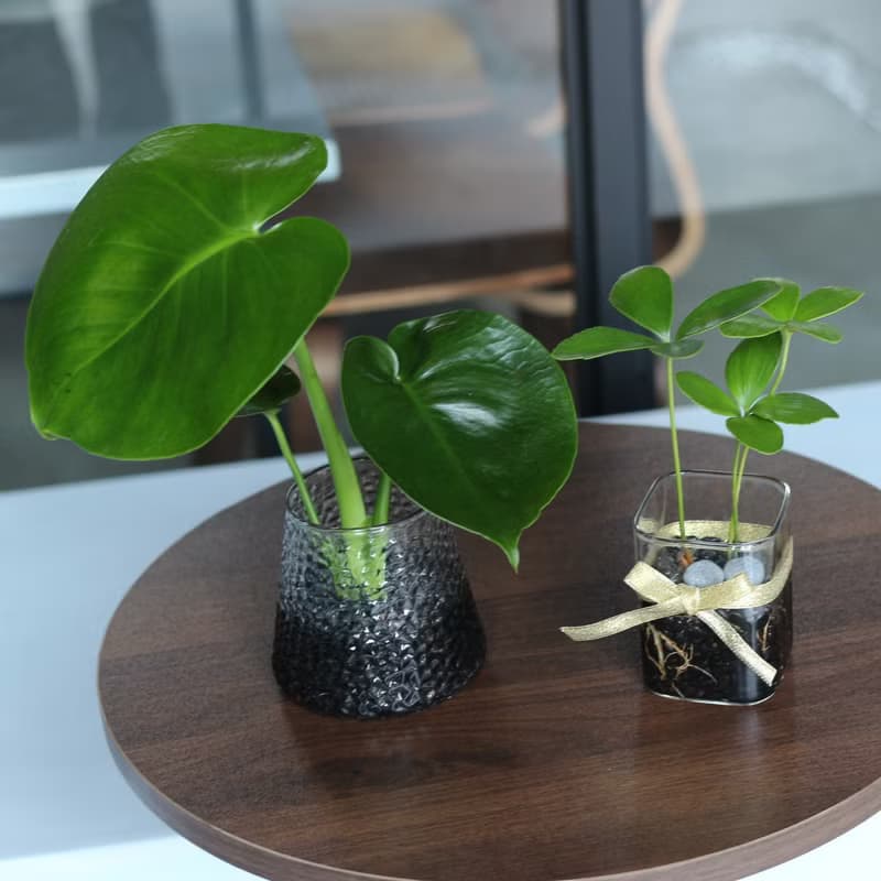 水培植栽│2024慶新年 幸運鐵樹_室內植物 辦公室盆栽 植栽盆栽