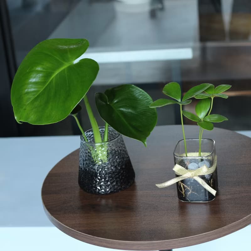 水培植栽│2024慶新年 幸運鐵樹_室內植物 辦公室盆栽 植栽盆栽