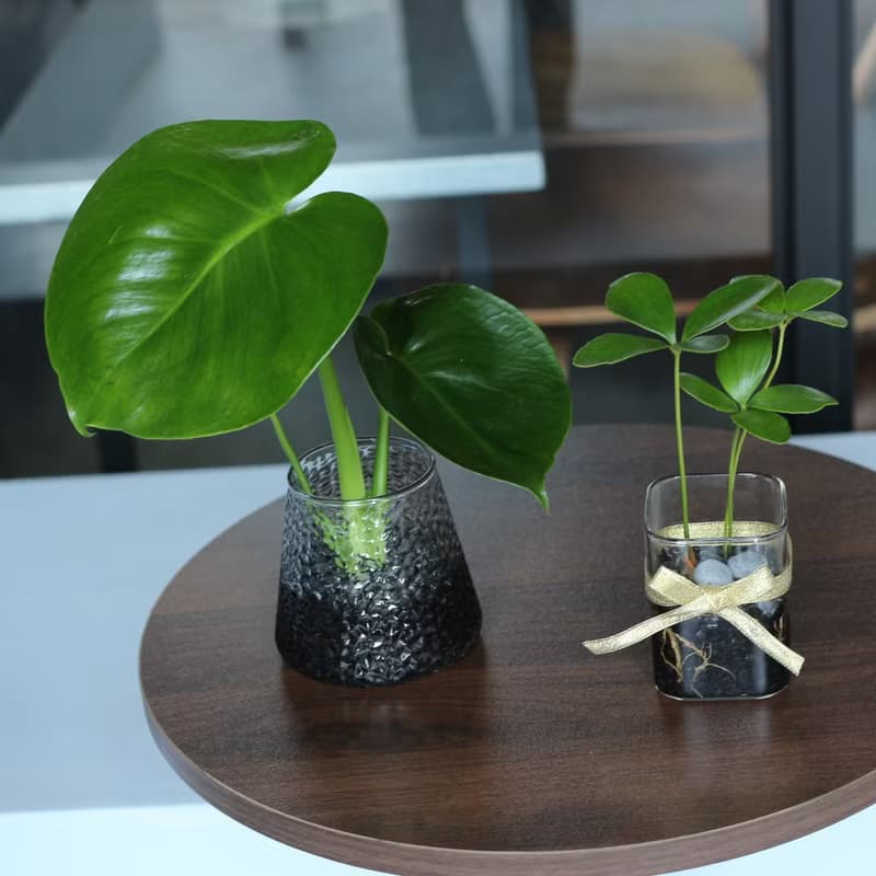 水培植栽│2024慶新年 幸運鐵樹_室內植物 辦公室盆栽 植栽盆栽