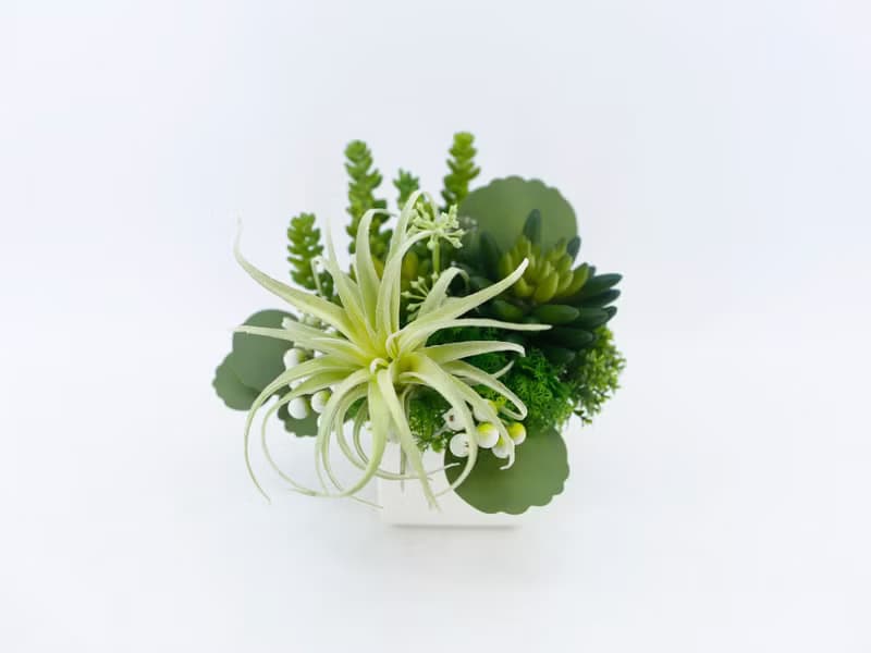 多肉盆栽 / 空氣鳳梨 / 擬真植栽 / 香氛植栽 / 綠化環境