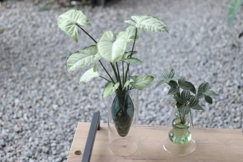 水培植栽│綠精靈合果芋_室內植物 辦公室盆栽 店內擺設