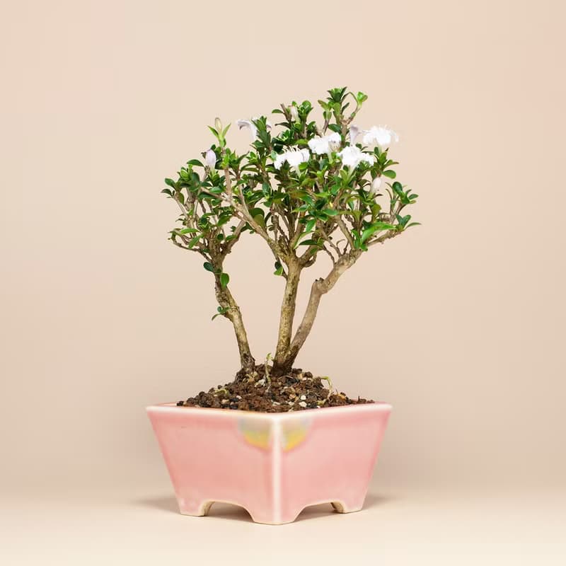 【迷你盆栽】香丁木植栽 雅緻盆栽 送禮推薦 居家擺設