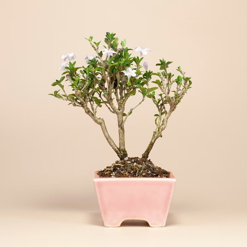【迷你盆栽】香丁木植栽 雅緻盆栽 送禮推薦 居家擺設