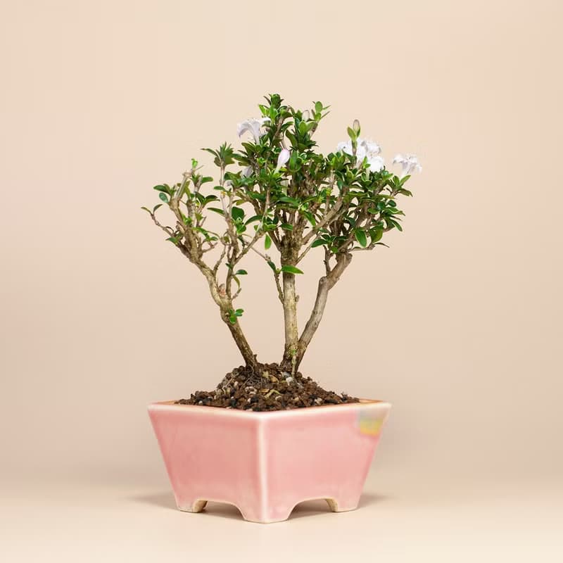 【迷你盆栽】香丁木植栽 雅緻盆栽 送禮推薦 居家擺設