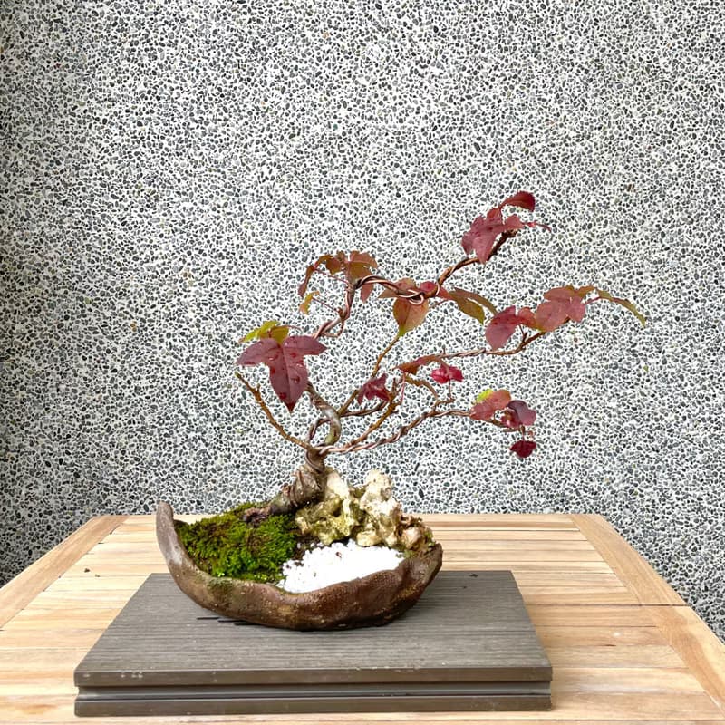 小品盆栽-香楓 盆景