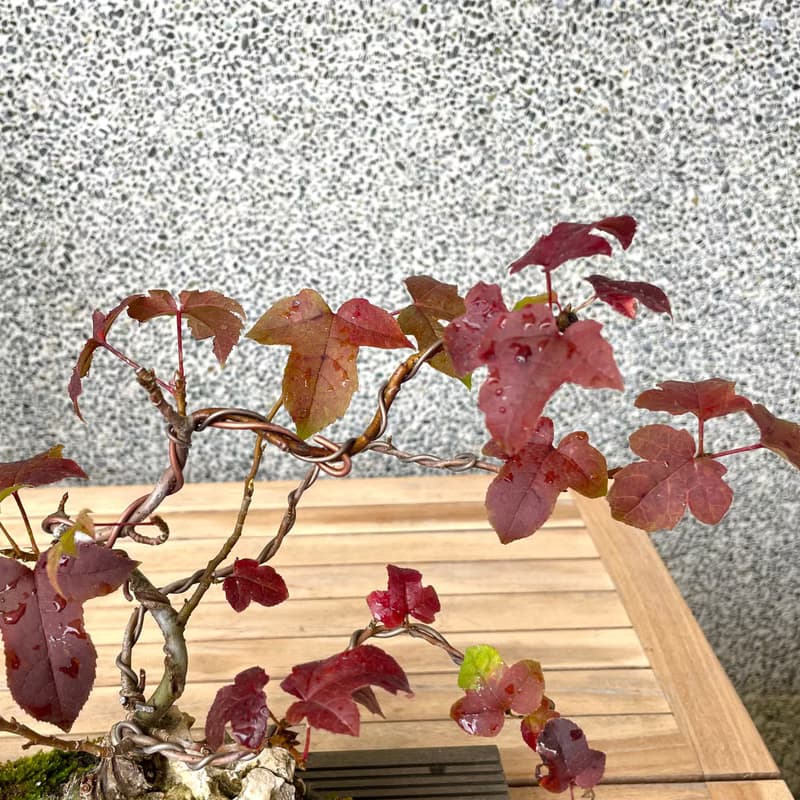 小品盆栽-香楓 盆景