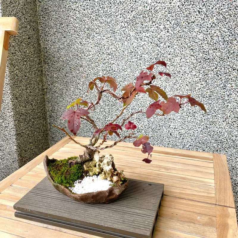小品盆栽-香楓 盆景