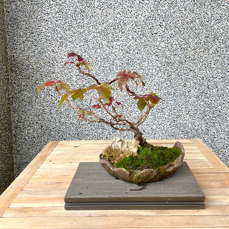 小品盆栽-香楓 盆景
