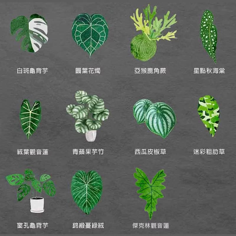 植物 觀葉植物 龜背芋 觀音蓮 圓葉花燭 亞猴