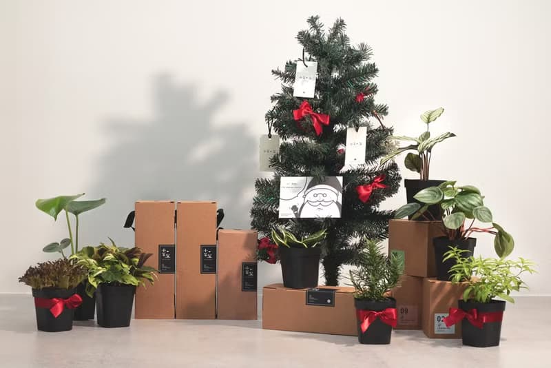 療癒室內植栽禮物組(2盆)