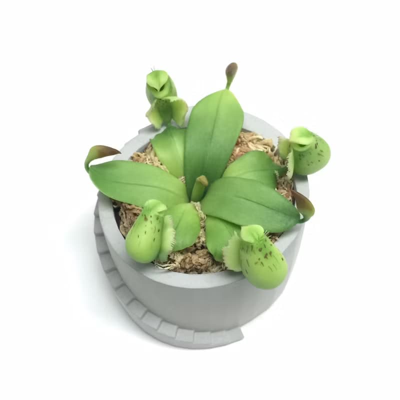 仿生黏土食蟲植物 斑蘋果豬籠草