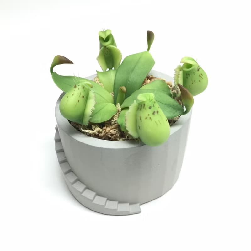 仿生黏土食蟲植物 斑蘋果豬籠草