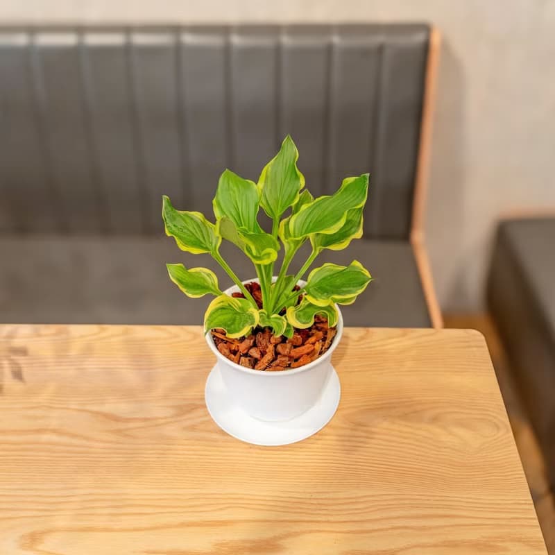 玉簪花 日式寬塑陶盆 室內植物 觀葉植物 禮物 盆栽 辦公室小物
