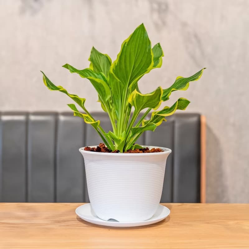 玉簪花 日式寬塑陶盆 室內植物 觀葉植物 禮物 盆栽 辦公室小物