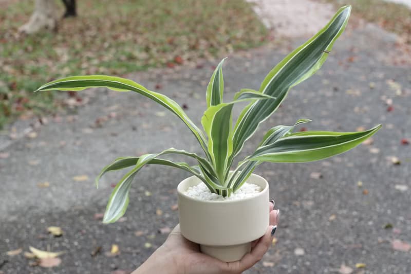 土培植栽│檸檬千年木_室內植物 辦公室盆栽 店內布置 送禮