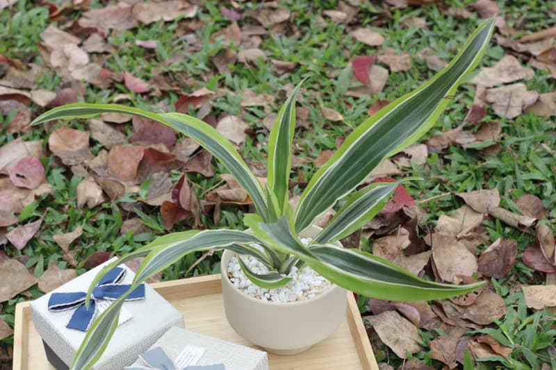 土培植栽│檸檬千年木_室內植物 辦公室盆栽 店內布置 送禮