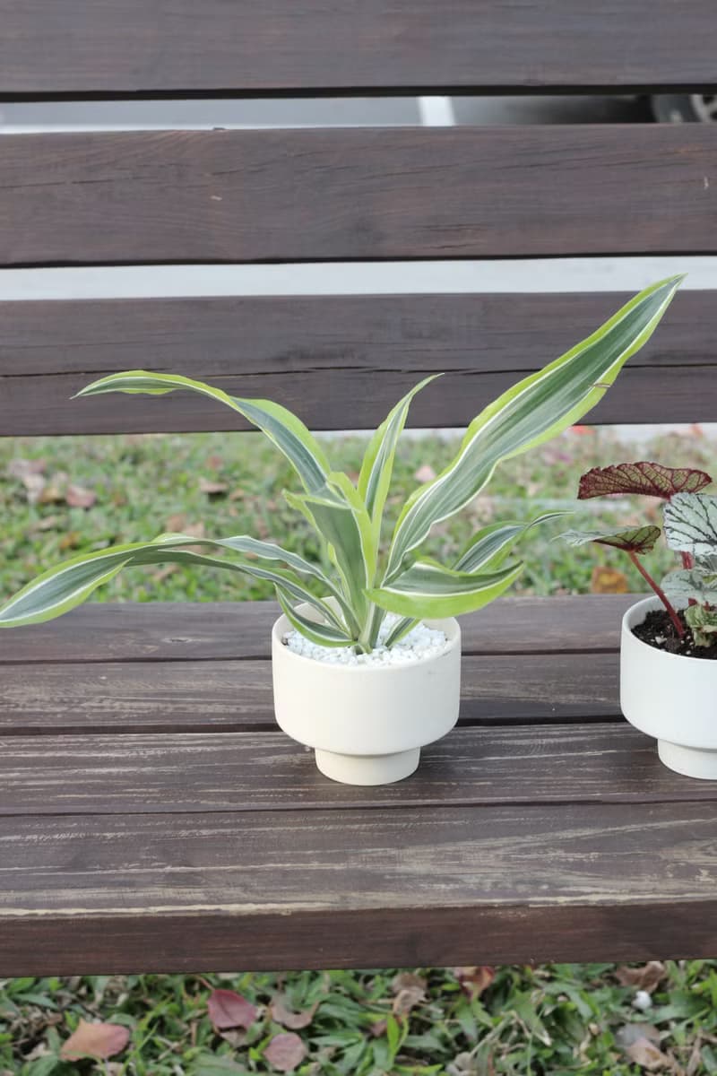 土培植栽│檸檬千年木_室內植物 辦公室盆栽 店內布置 送禮
