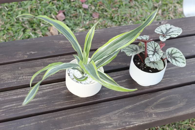 土培植栽│檸檬千年木_室內植物 辦公室盆栽 店內布置 送禮