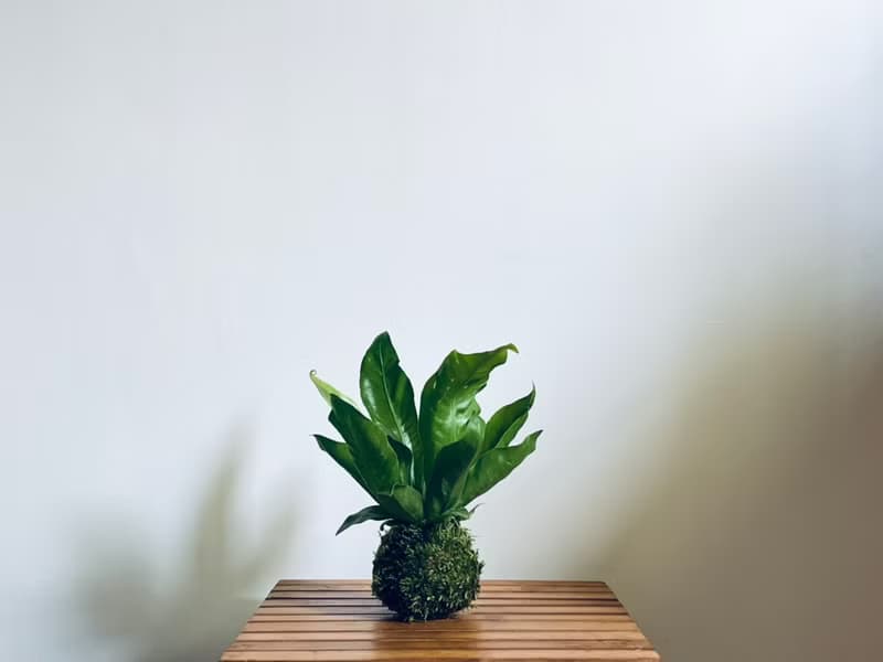 山蘇 l 植物苔球 蕨類 室內植栽 禮物