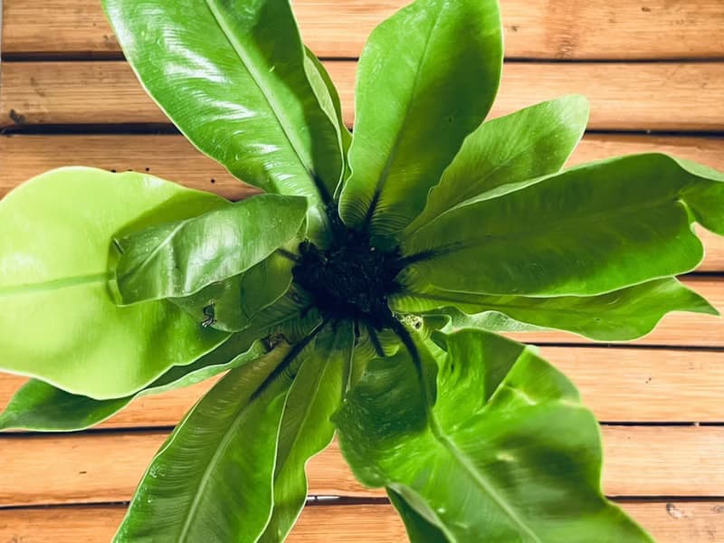 山蘇 l 植物苔球 蕨類 室內植栽 禮物