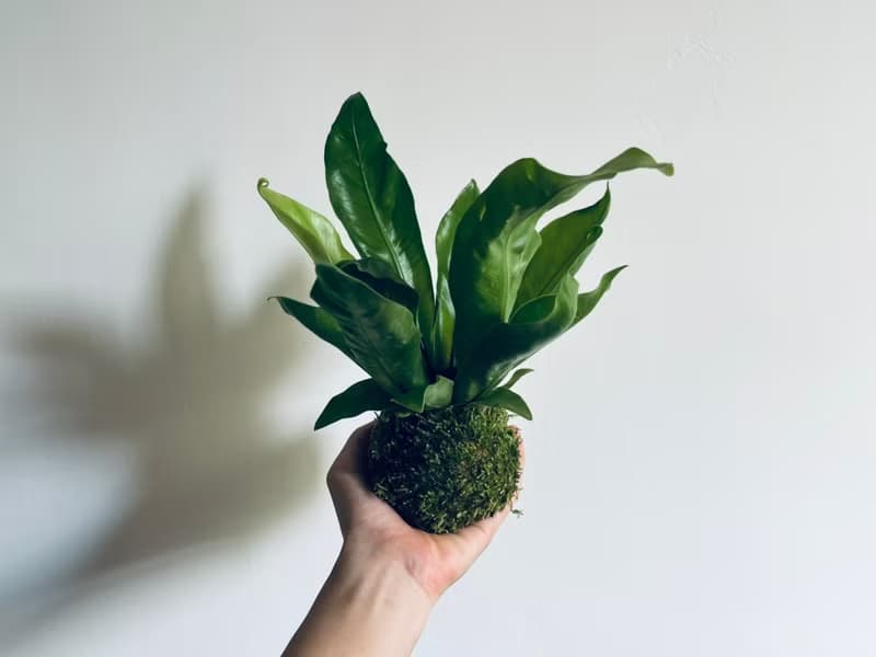 山蘇 l 植物苔球 蕨類 室內植栽 禮物