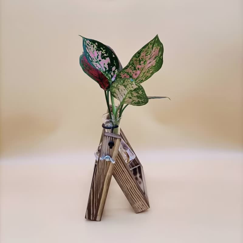 水培植物 亞曼尼粗助草 懶人植栽 創意木架 室內