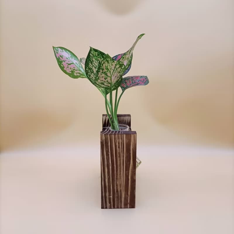 水培植物 亞曼尼粗助草 懶人植栽 創意木架 室內