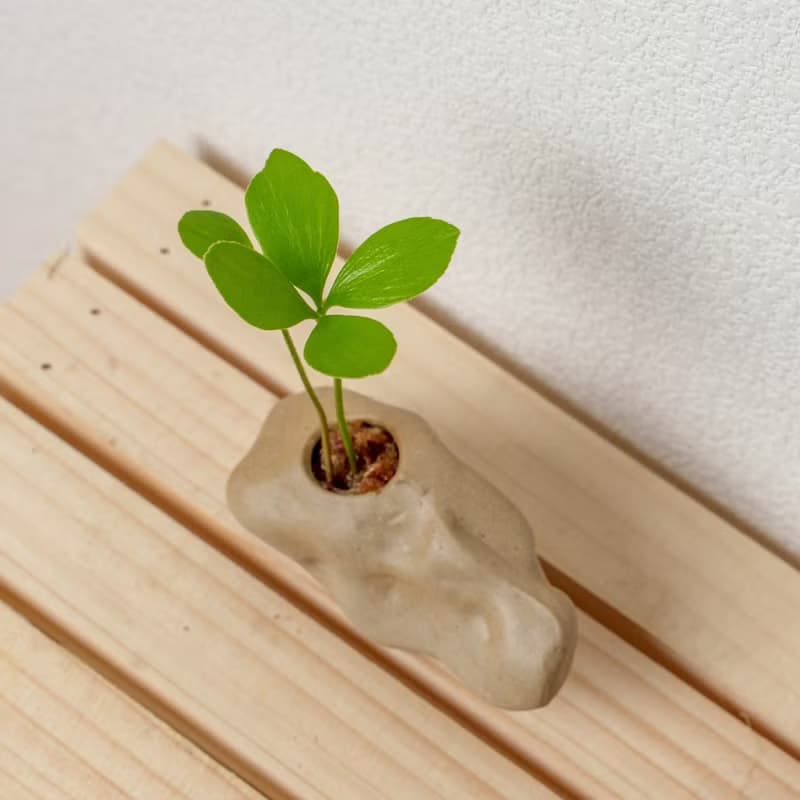 野石系列-墨西哥幸運鐵樹盆栽