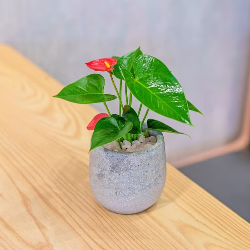 火鶴花 水泥盆栽 桌上型盆栽  辦公室植栽 開幕送禮 喬遷禮物