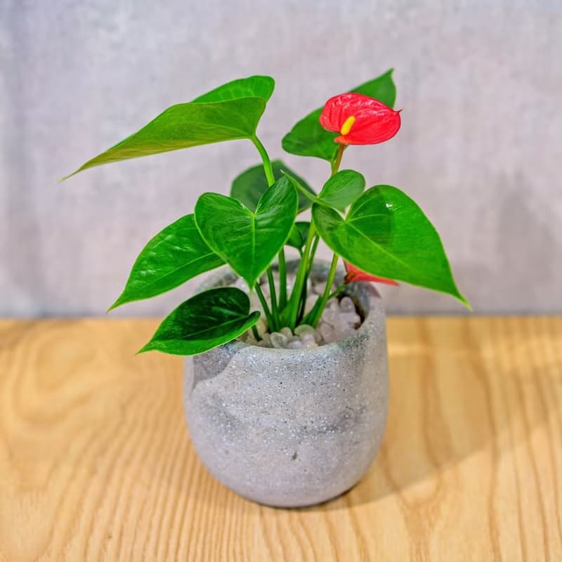 火鶴花 水泥盆栽 桌上型盆栽  辦公室植栽 開幕送禮 喬遷禮物